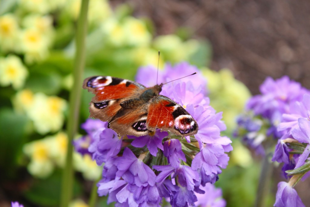 butterfly resting on a flower in the gardens of brodsworth hall, south yorkshire