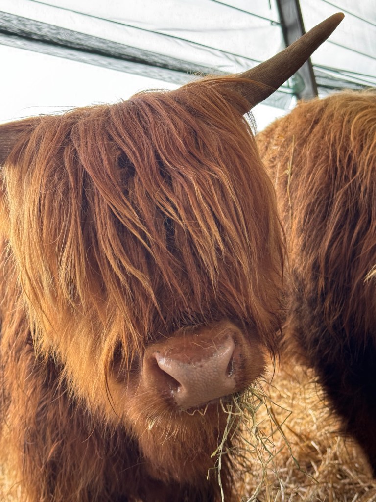 highland cows at whirlow hall farm, south yorkshire