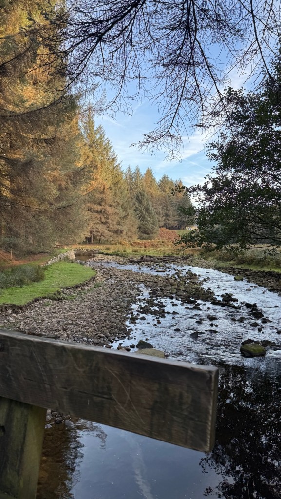 River at Snake Woodland