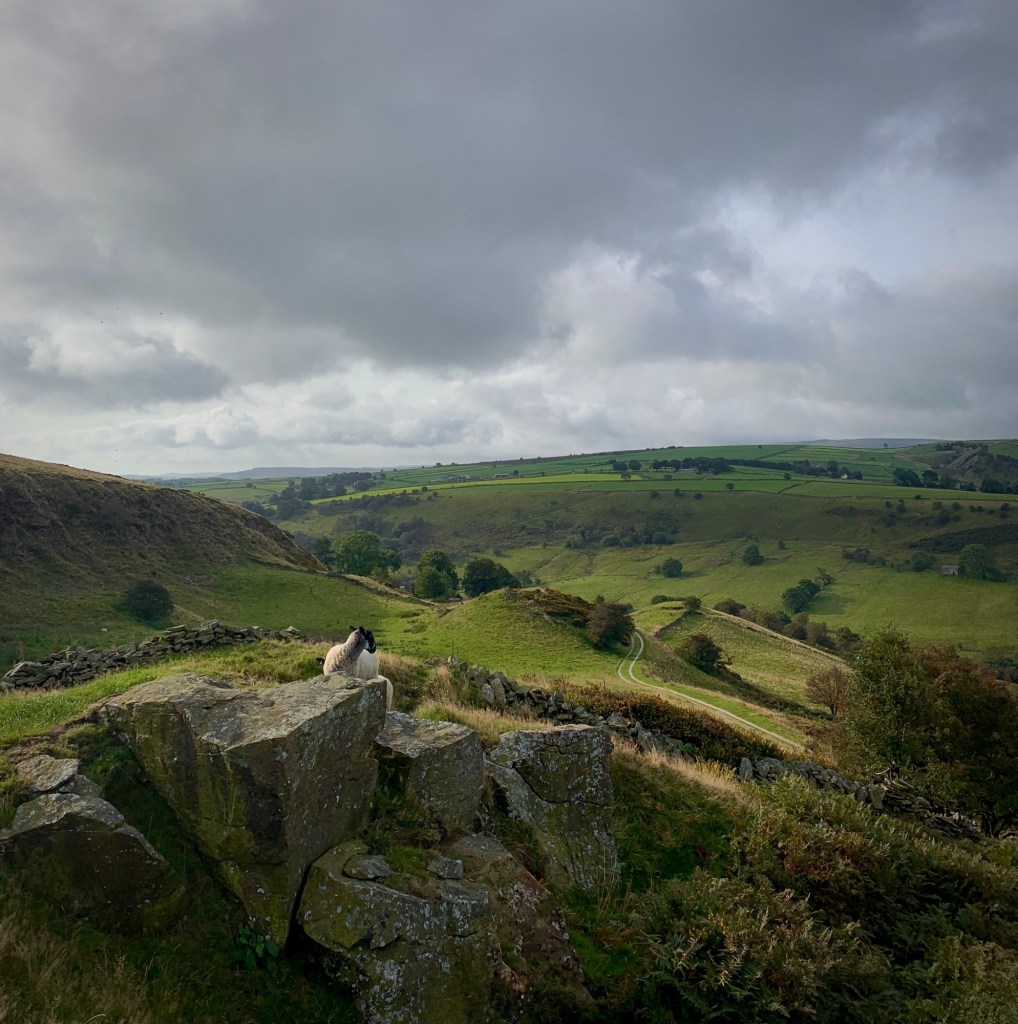A sheep on a hillside at the base of Chrome Hill in the Peak District