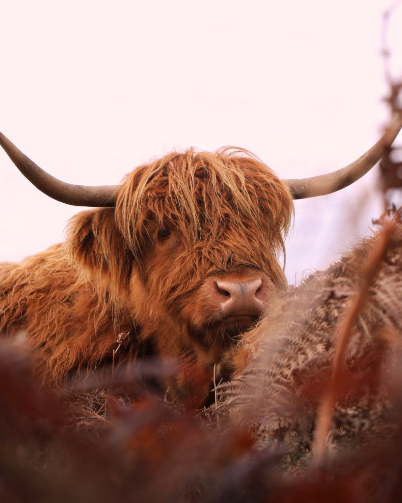 Highland cow at Baslow Edge