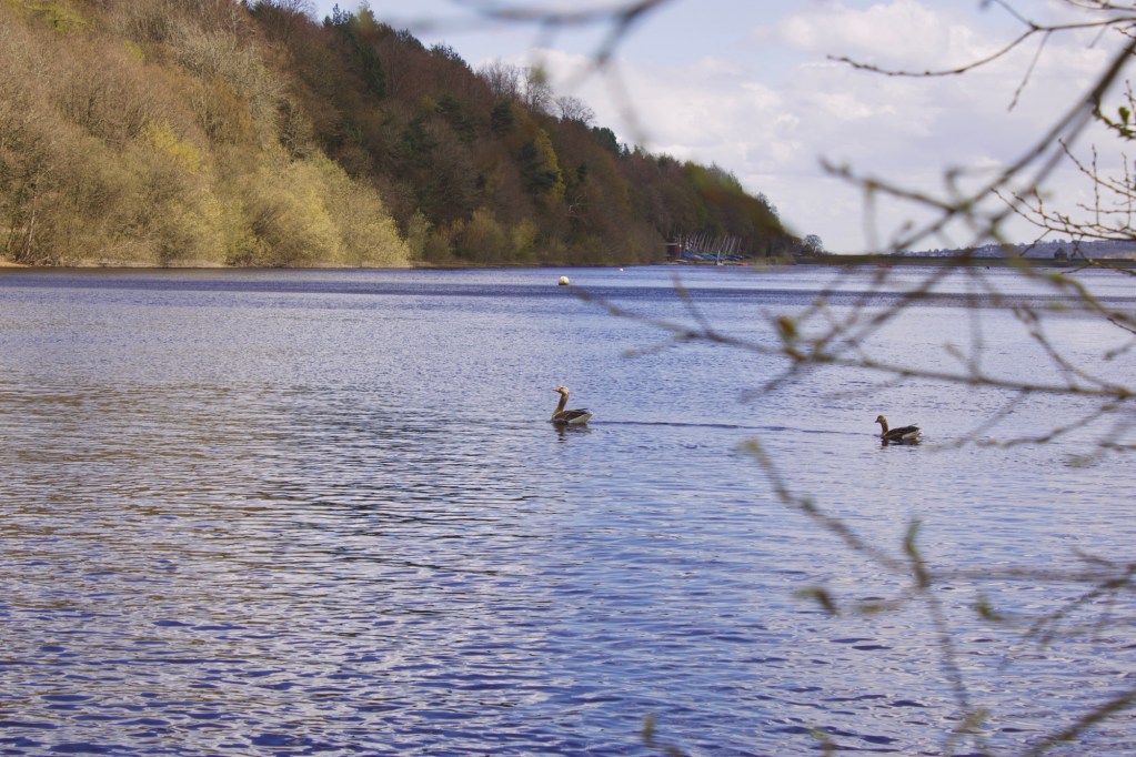birds swimming on damflask reservoir, sheffield