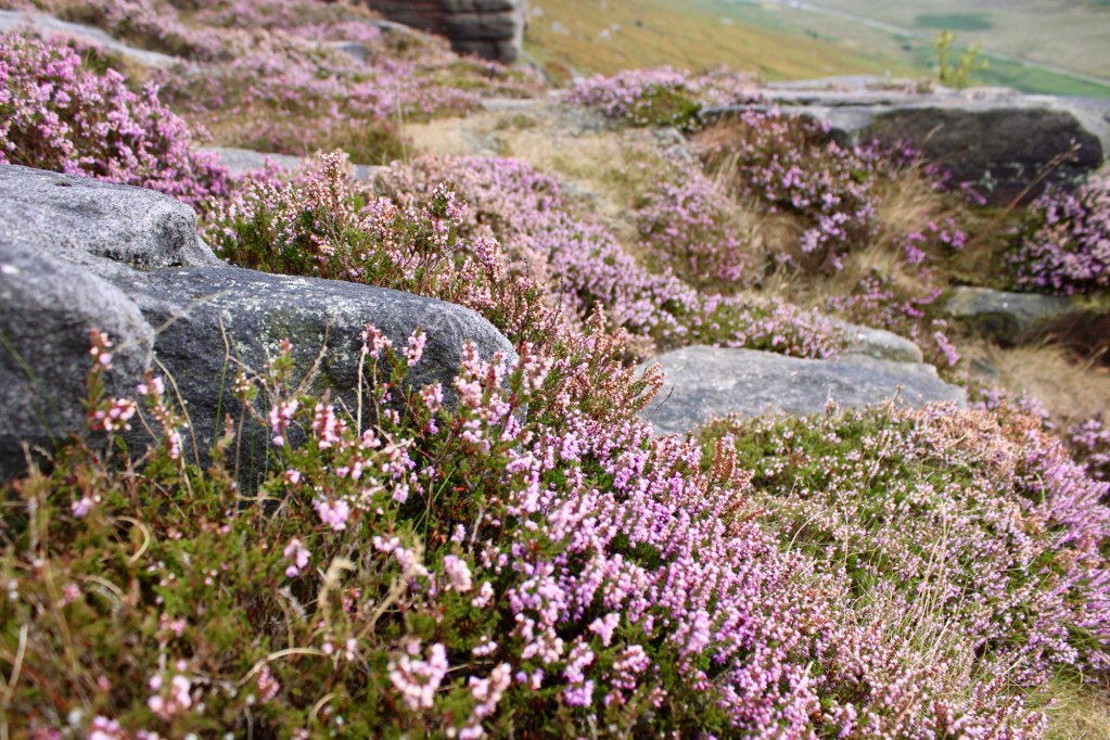 Purple heather at Stanage Edge, Peak District