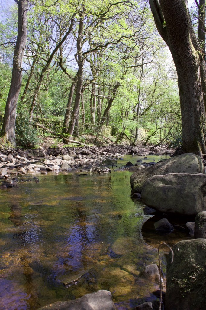 Stream in Agden Bog Nature Reserve
