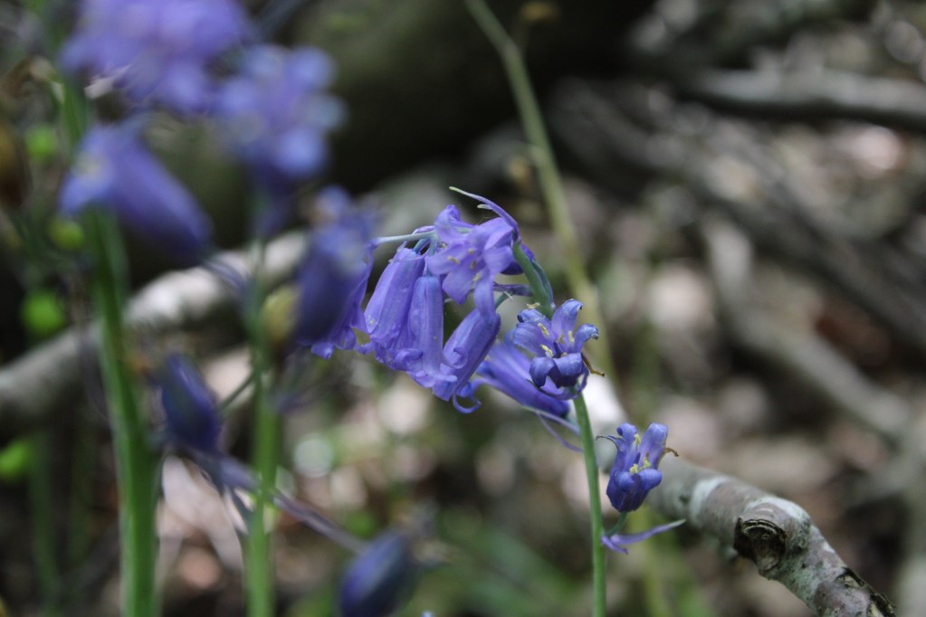 Bluebell in Woolley Woods