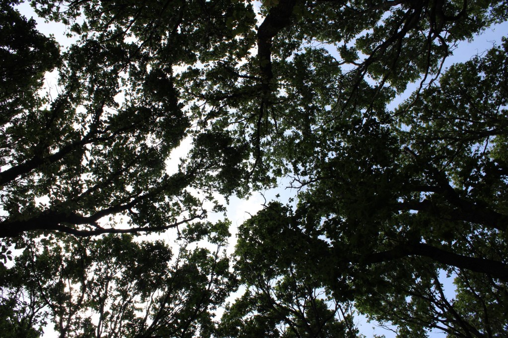 Trees in Woolley Woods