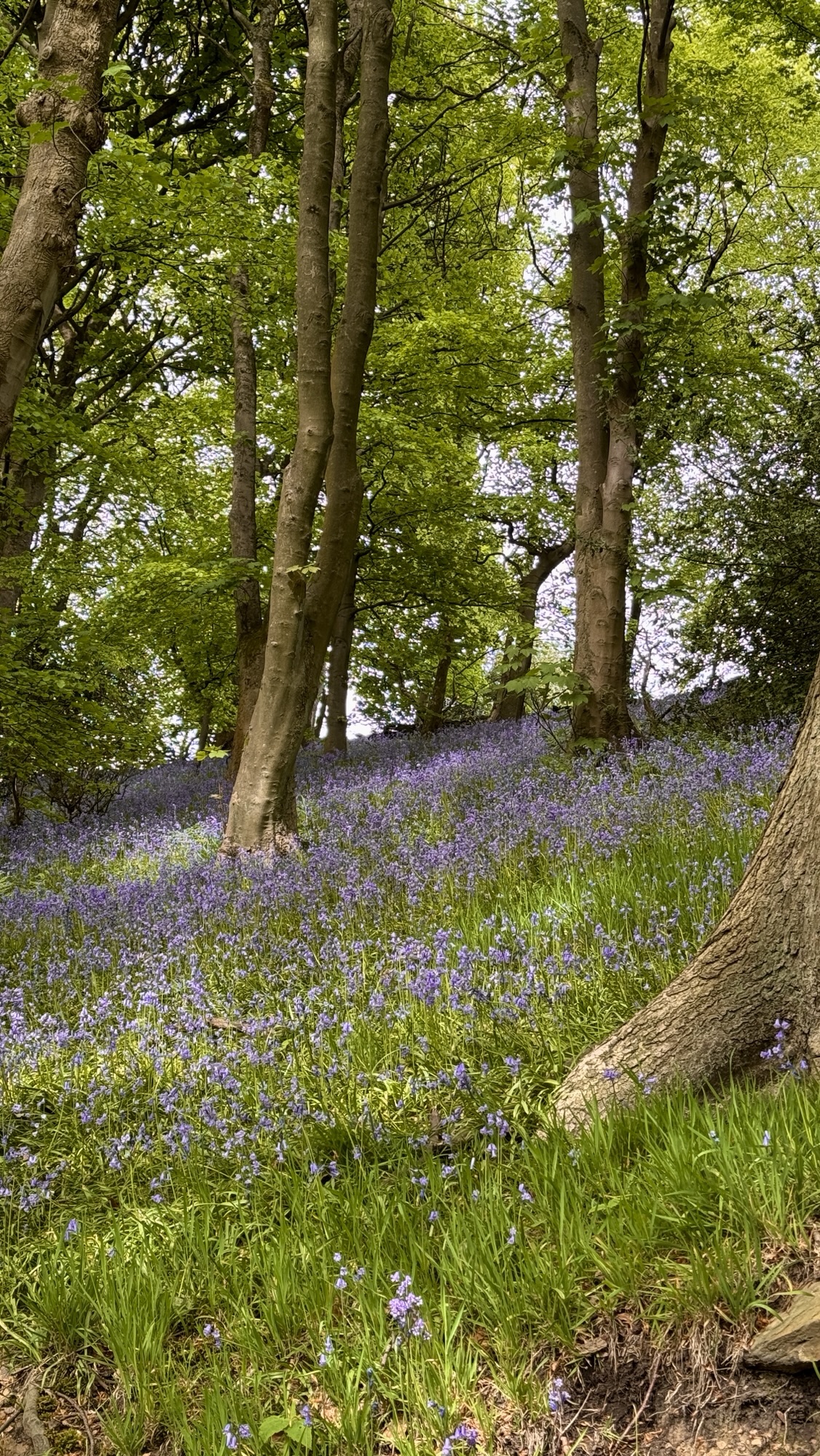 This Quiet Sheffield Valley Becomes A Sea Of Bluebells Every Spring