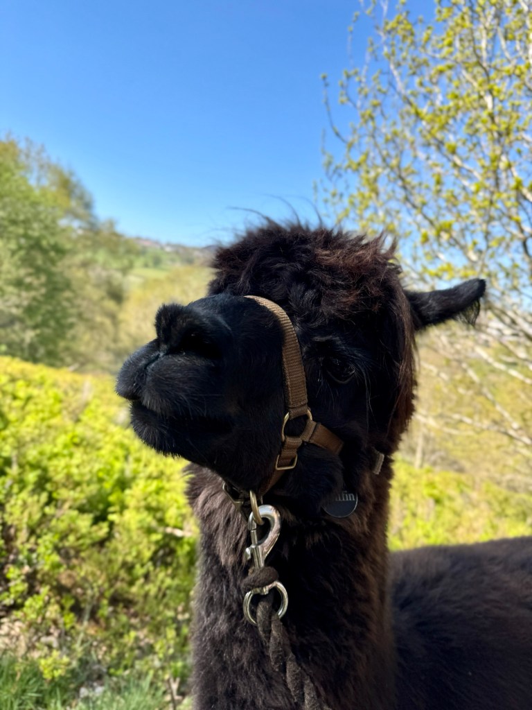 Alpaca trek at Holly Hagg Community Farm