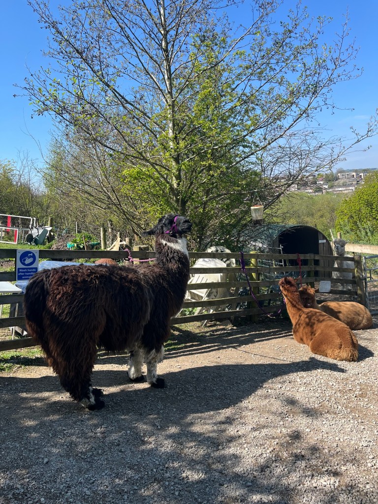 Llama and alpaca at Holly Hagg Community Farm