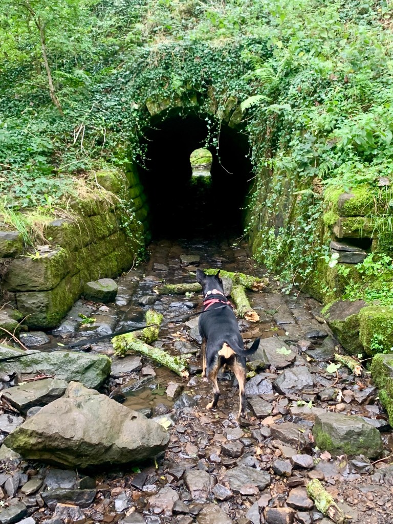 Tunnel at Folly Dolly Falls