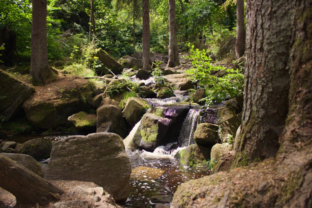 Wyming Brook Nature Reserve