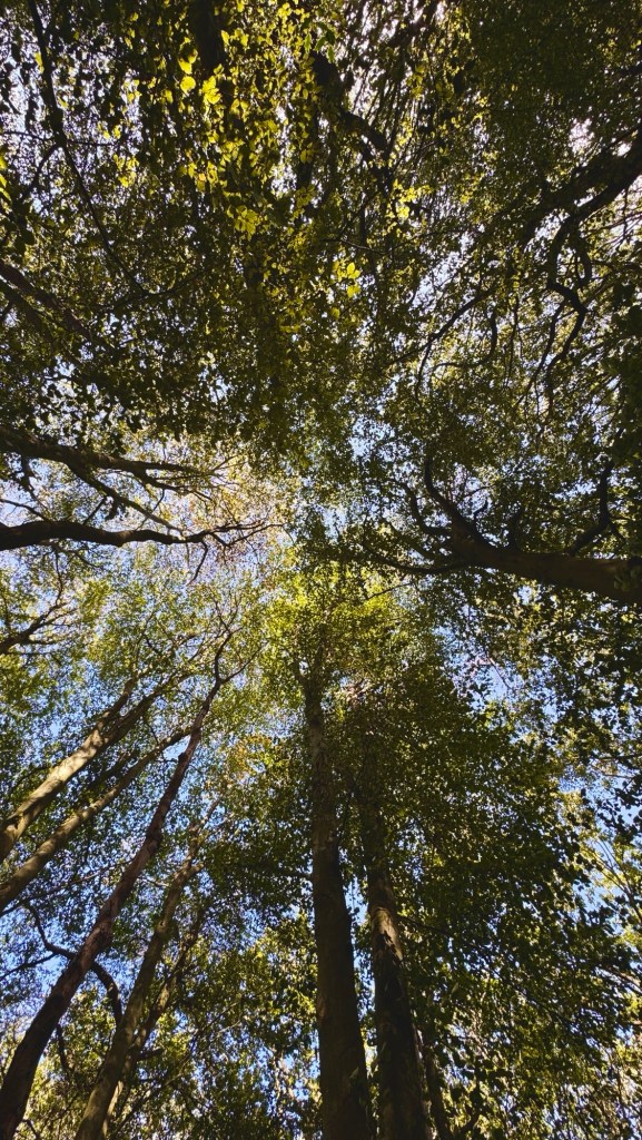 Moss Valley Woodlands Nature Reserve