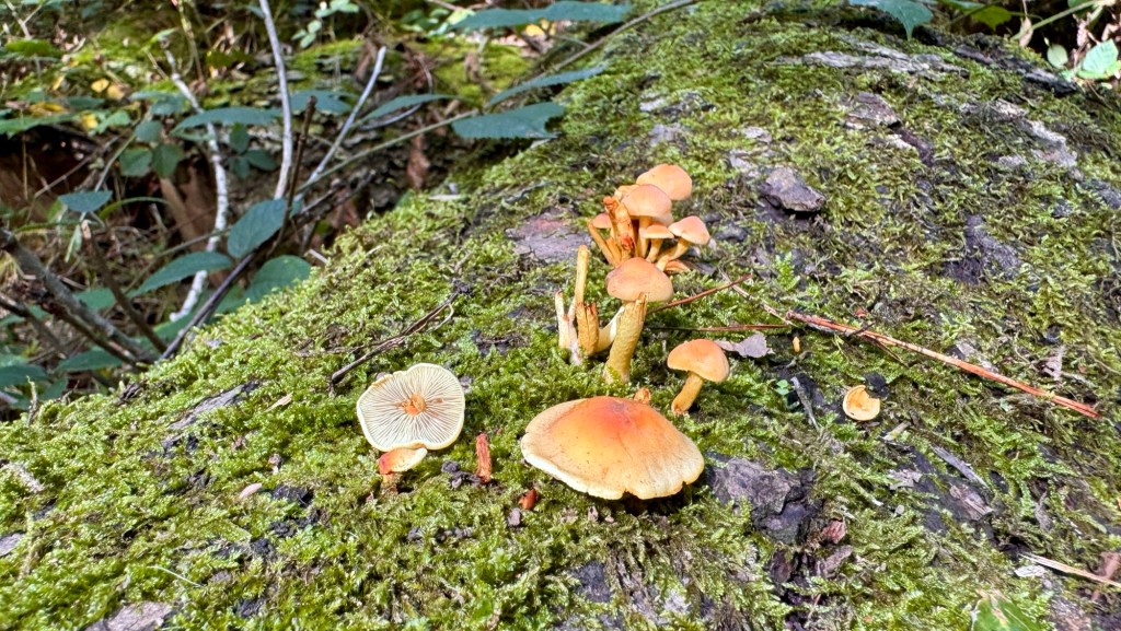 Moss Valley Woodlands Nature Reserve